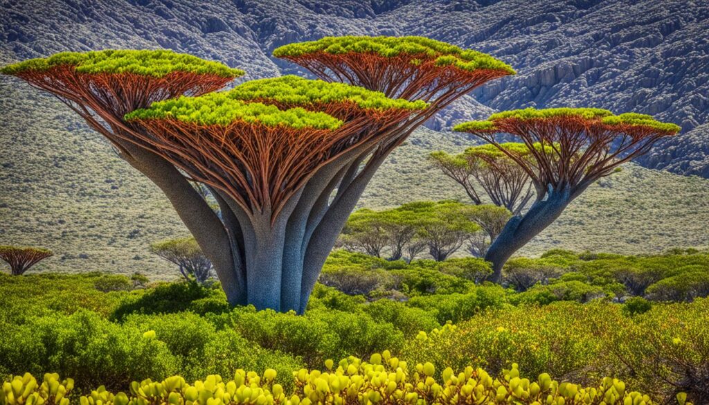 Socotra sustainable tourism