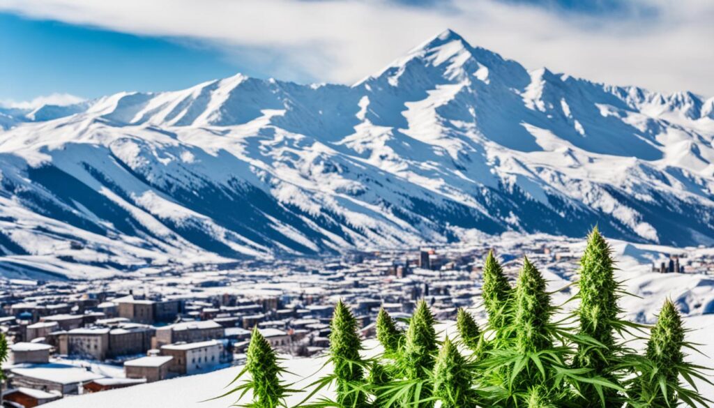 weed in Erzurum