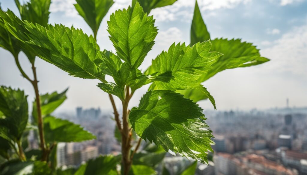 weed in Maltepe